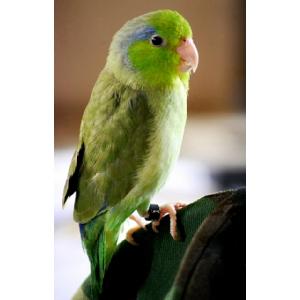 ENGLISH BUDGIE and PARROTLETS, SIZE L Image