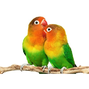 LOVE BIRD Image