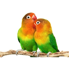 LOVE BIRD Image